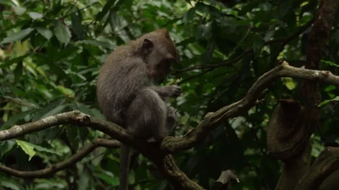 Two monkeys play on a tree branch in the forest. Stock Footage 104411272