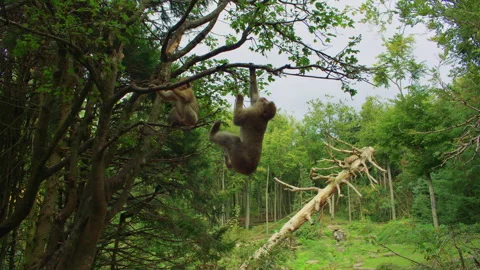 Two monkeys play in the trees, one swinging from a branch while the other climbs Stock Footage 310755014