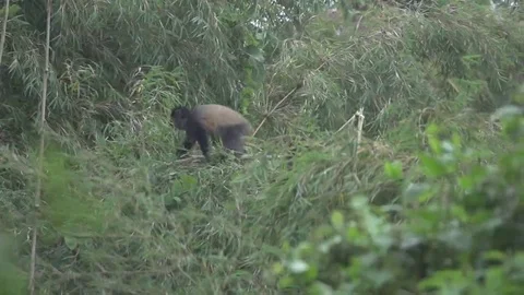 Two monkeys playing in a bamboo field. Stock Footage 69135133