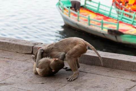 Two monkeys playing by the river side Foto stock