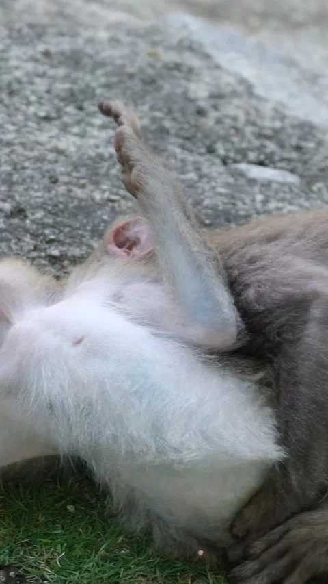 Two monkeys playing together on paved temple courtyard in Indonesia Video stock 323800359