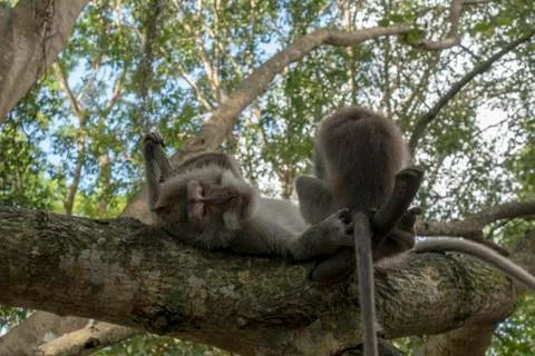 Two monkeys playing on a tree in a tropical jungle Stock Photos