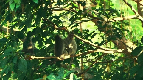 Two monkeys playing in the trees Stockbeeldmateriaal 269550377