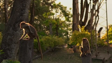 Two monkeys playing under golden sunlight in early morning Stock Footage 246992469