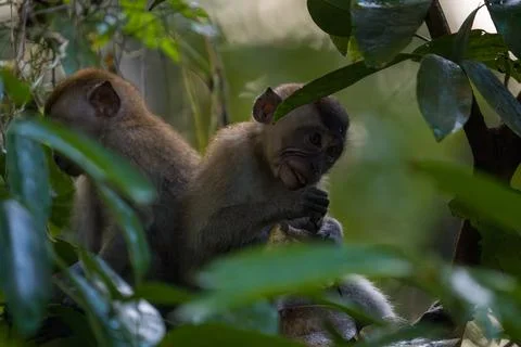 Two monkeys rest among dense green foliage Stock Photos
