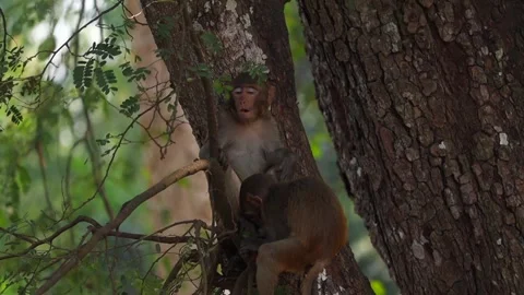 Two monkeys resting and interacting on tree trunk in forest Stock-Footage 332611837