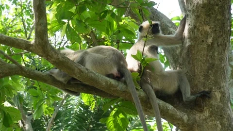 Two Monkeys Resting Vidéo 333959886
