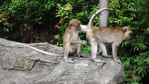 Two monkeys on a rock one walking the other sitting surrounded by lush green 库存影片 345180761