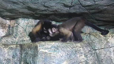 Two monkeys running around on artificial stones in  room Stock-Footage 84717590