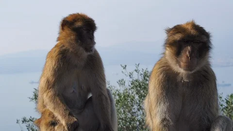 Two Monkeys seating on the sun Stock Footage