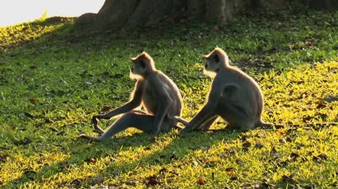 Two monkeys sit in the backlight on a green lawn. 스톡 동영상 10793790