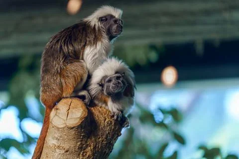 Two monkeys sit on a branch while looking around in a lush indoor environme.. Stock Photos