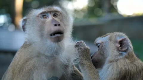 Two monkeys sit calmly, one grooming other's fur, tender act of care. This Stock Footage 270416670