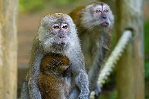 Two monkeys sit near tree trunks Stock Photos