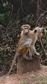 Two monkeys sit on rocks as they groom and play together in a lush green envi Stock Photos