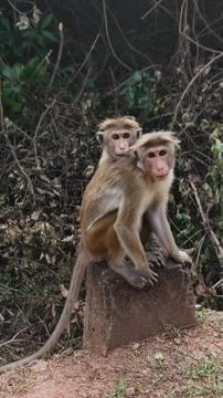 Two monkeys sit on rocks as they groom and play together in a lush green envi Stock-Fotos