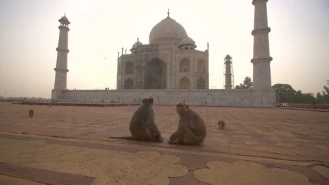 Two monkeys sit with their infants Stock Footage 93542860