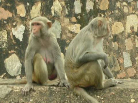 Two monkeys sit together Stock Photos