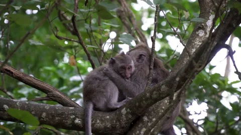 Two monkeys sit in a tree and bite each other while playing. 스톡 동영상 150749366