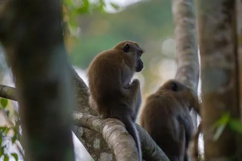 Two monkeys sit on a tree branch Stock Photos