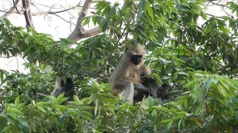 Two monkeys sit on a tree in India Video stock 133203756