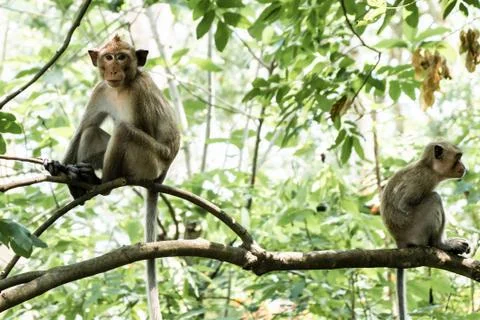 Two monkeys. Sitting back to back on a roof top and looking away. Stock Photos