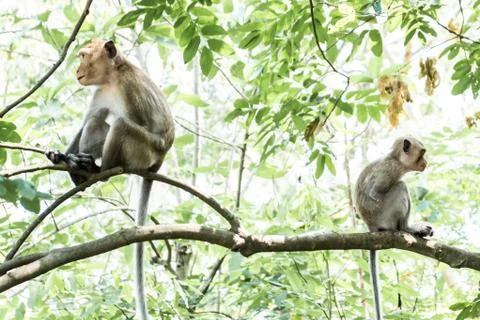 Two monkeys. Sitting back to back on a roof top and looking away. Stock Photos