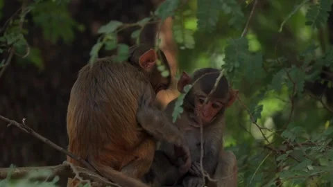 Two monkeys sitting closely on tree branch Video stock 332612262