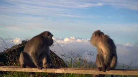 Two monkeys sitting on the fence Vídeos de archivo 132931608