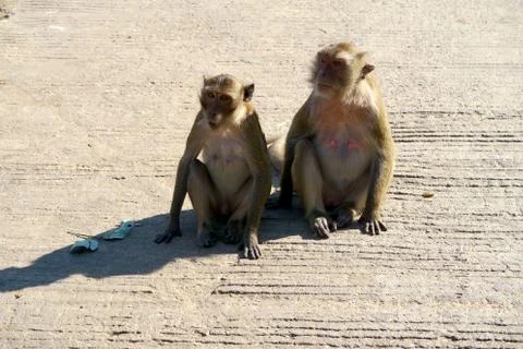 Two monkeys sitting on the floor Stock Photos