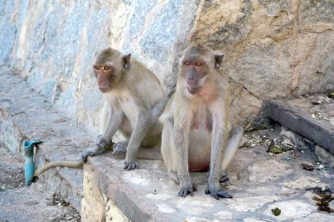 Two monkeys sitting on the floor Stock Photos