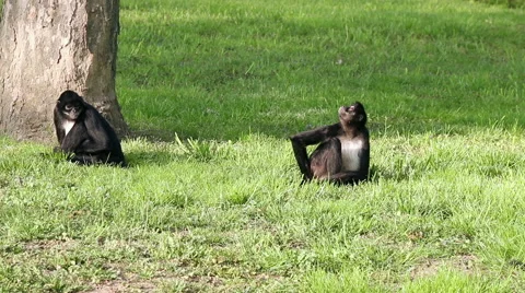 Two monkeys sitting on the grass. Stock Footage 57509145