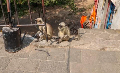 Two monkeys sitting outside on a temple porch Stock Photos