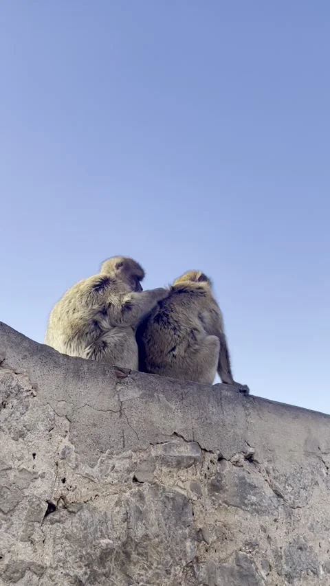 Two Monkeys Sitting on the Rock of Gibraltar Under Blue Sky Stock-Footage 319793892