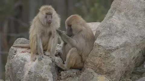 Two monkeys sitting on rocks in a natural outdoor setting Stock Photos