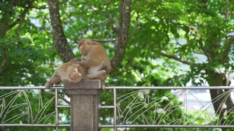 Two Monkeys sitting on a steels Stock Footage 156815331