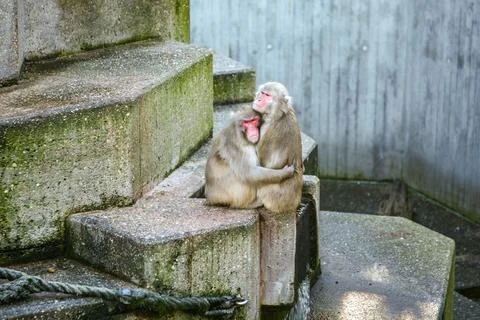 Two monkeys sitting on a stone ledge in Zoo Stuttgart Germany Stock Photos