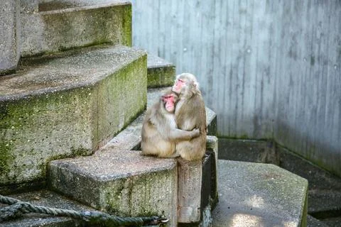 Two monkeys sitting on a stone ledge in Zoo Stuttgart Germany Stock Photos