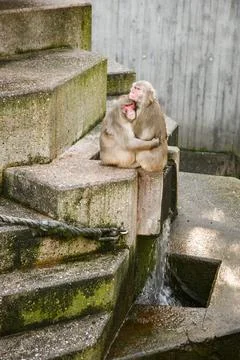 Two monkeys sitting on a stone ledge in Zoo Stuttgart Germany Stock Photos