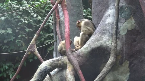 Two monkeys sitting on a tree branch Stock Footage 100349854