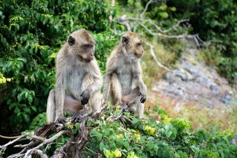 Two monkeys sitting on a tree branch. Thailand, monkey island Stock Photos