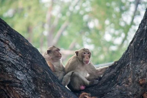 Two monkeys sitting on the tree Foto stock