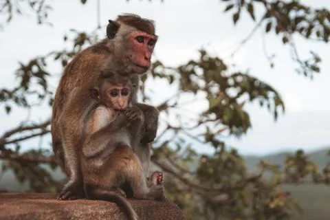 Two monkeys sitting on a wall Stock Photos