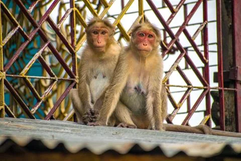 Two monkeys sitting on the wall Foto stock