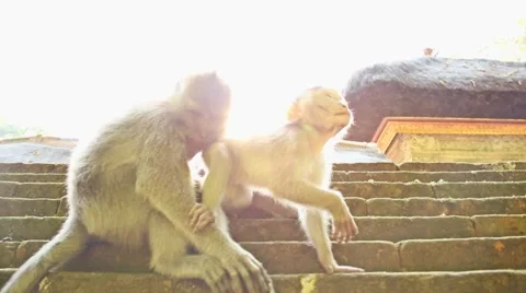 Two monkeys in the sun Stock-Footage 41872455
