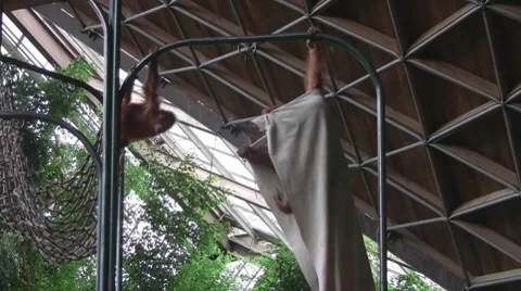 Two monkeys swinging on a pole Video stock 8573308