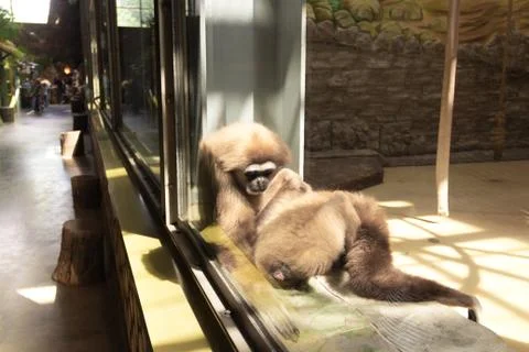 Two monkeys take care of each other sitting by the window Foto stock