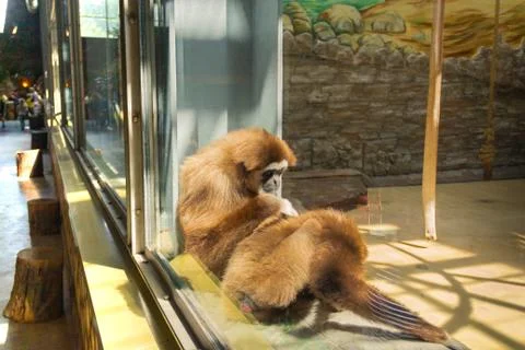 Two monkeys take care of each other sitting by the window Stock Photos
