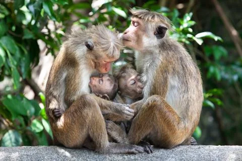 Two monkeys with their macaque cubs breastfeeding. Sri Lanka. Stock Photos