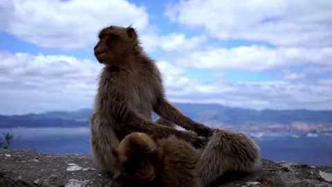 Two monkeys on top of Gibraltar rock Stock Footage 148504141